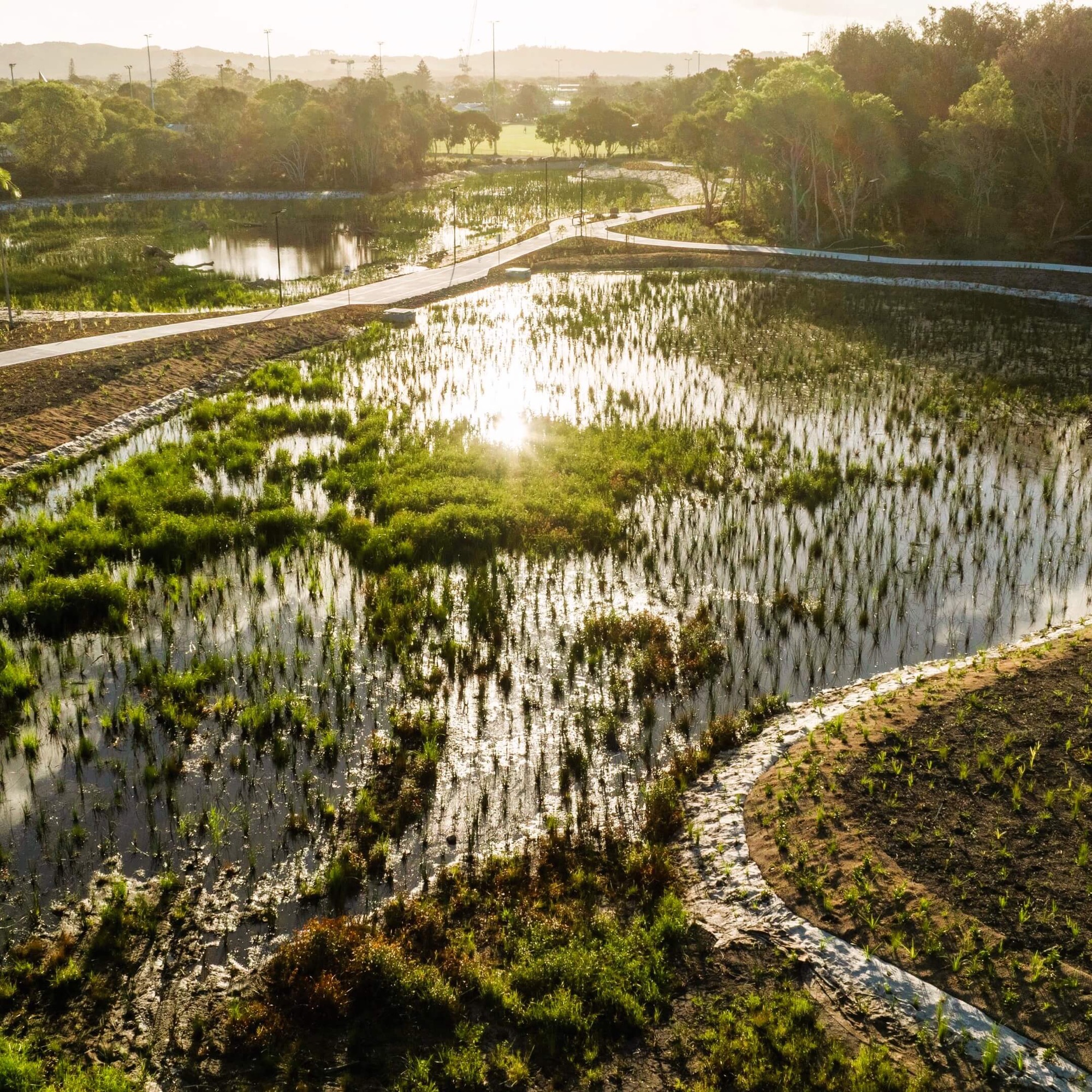 Sandhills Wetland restoration project, Byron Shire NSW